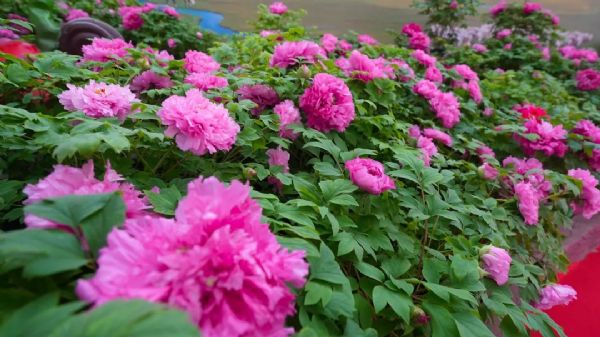 内蒙古通辽和佑首届农业嘉年华