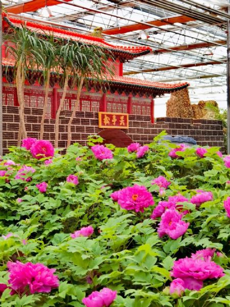 内蒙古通辽和佑首届农业嘉年华